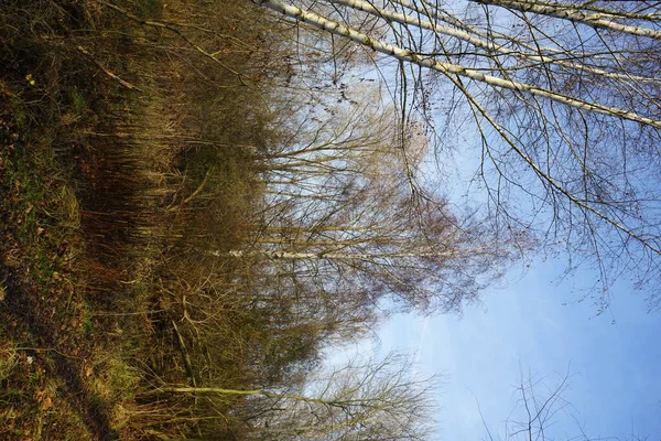 Krásná Krajina Úžasnou Vegetací Blízkosti Jezera Kaulsdorfer Baggersee Habermannsee Prosinci — Stock fotografie