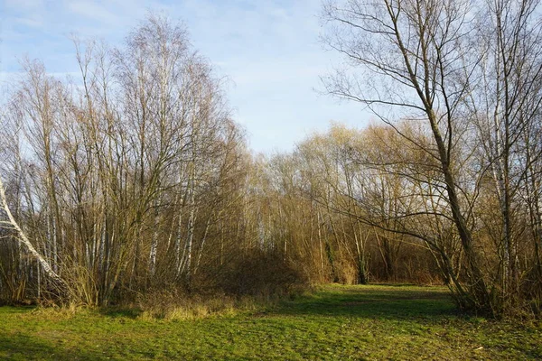 Gyönyörű Táj Csodálatos Növényzet Közelében Kaulsdorfer Baggersee Habermannsee Decemberben Marzahn — Stock Fotó