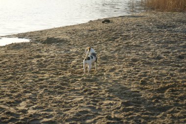 Kumsaldaki köpek. Kaulsdorfer Baggersee Gölü, Habermannsee, Aralık ayında. Marzahn-Hellersdorf, Berlin, Almanya   