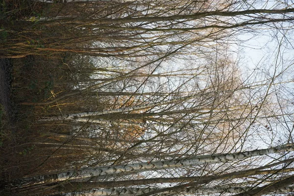 12月には カルスドルフ湖Baggersee Habermannseeの近くで素晴らしい植生と美しい風景 ドイツ ベルリンのマルザーン ヘルサードルフ — ストック写真