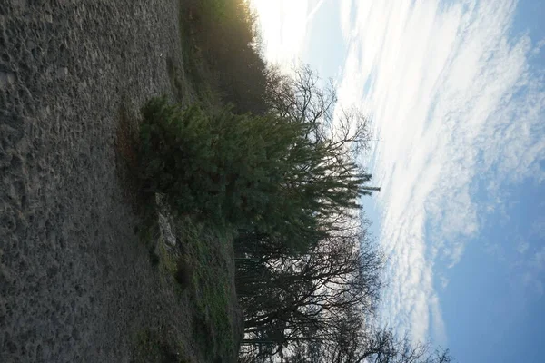 Beautiful Landscape Amazing Vegetation Vicinity Lake Kaulsdorfer Baggersee Habermannsee December — Stock Photo, Image