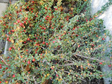 Aralık 'ta bahçede Cotoneaster. Cotoneaster, gülgiller (Rosaceae) familyasından bir bitki cinsidir. Berlin, Almanya 