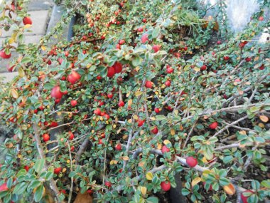 Aralık 'ta bahçede Cotoneaster. Cotoneaster, gülgiller (Rosaceae) familyasından bir bitki cinsidir. Berlin, Almanya 