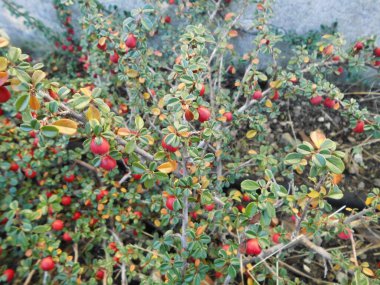 Aralık 'ta bahçede Cotoneaster. Cotoneaster, gülgiller (Rosaceae) familyasından bir bitki cinsidir. Berlin, Almanya 