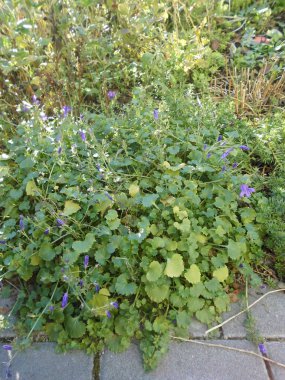 Campanula, Çan Çiçeği (