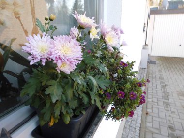 Kışın pencere eşiğinde çiçek açan bir kutu. Berlin, Almanya 