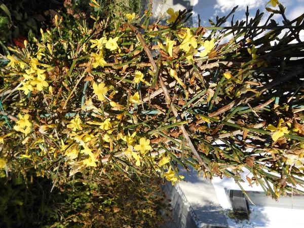 Floraison Forsythia Buisson Décembre Dans Jardin Berlin Allemagne — Photo