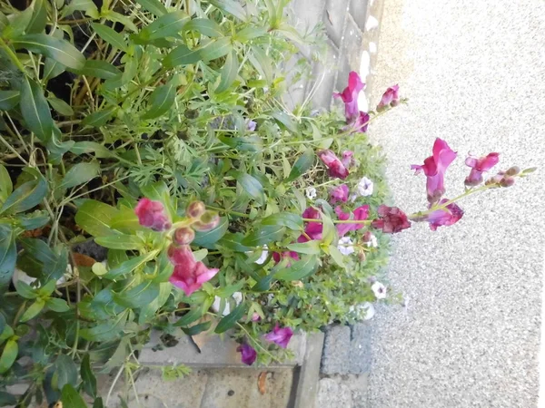 Schöne Rote Schnappdrachenblüten Dezember Garten Berlin Deutschland — Stockfoto