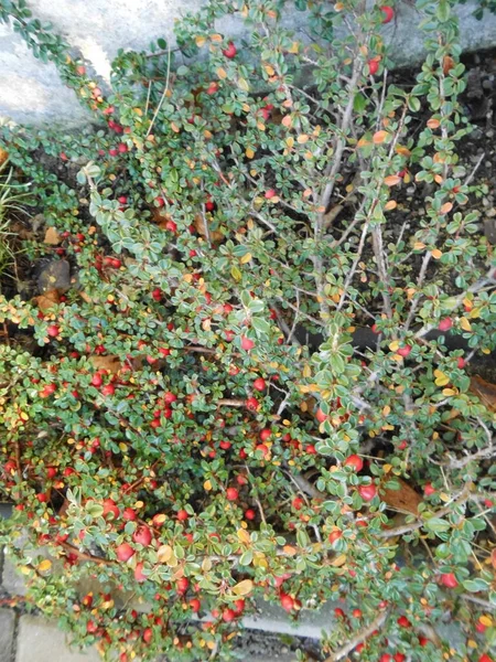Wielkanoc Ogrodzie Grudniu Cotoneaster Rodzaj Roślin Rodziny Różowatych Rosaceae Berlin — Zdjęcie stockowe