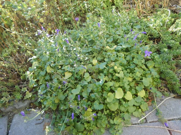 Campanula Jest Jednym Kilku Rodzajów Roślin Kwitnących Rodziny Campanulaceae Wspólnej — Zdjęcie stockowe