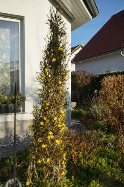 Bahçe bahçesinde aralık ayında çiçek açan çalı. Berlin, Almanya 