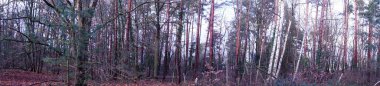 Fotoğraf panoraması. Aralık ayının başında güzel bir orman manzarası. Berlin, Almanya