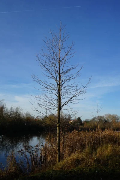 Prachtig Landschap Omgeving Van Wuhlesee December Marzahn Hellersdorf Berlijn Duitsland — Stockfoto