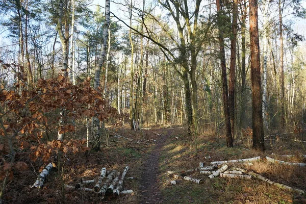 Prachtig Boslandschap Het Begin Van Winter December Berlijn Duitsland — Stockfoto