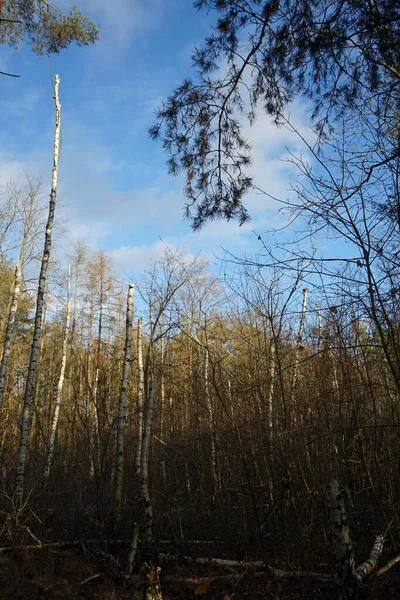 Bela Paisagem Florestal Início Inverno Dezembro Berlim Alemanha — Fotografia de Stock