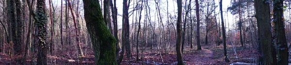Panorama Fotografico Bellissimo Paesaggio Forestale All Inizio Dell Inverno Dicembre — Foto Stock