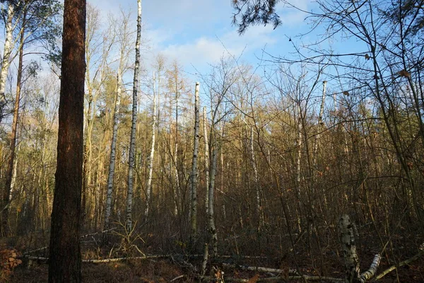 Красивый Лесной Пейзаж Начале Зимы Декабре Берлин Германия — стоковое фото