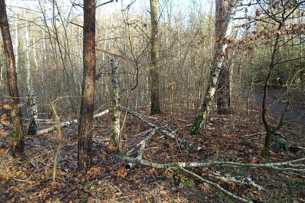 Prachtig Boslandschap Het Begin Van Winter December Berlijn Duitsland — Stockfoto