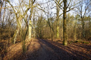 Aralık ayının başında güzel bir orman manzarası. Berlin, Almanya 