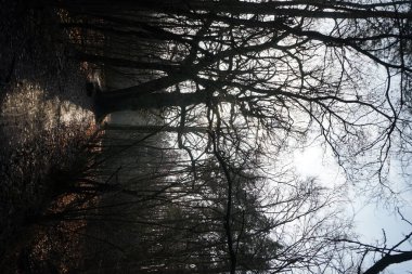 Aralık ayının başında güzel bir orman manzarası. Berlin, Almanya 