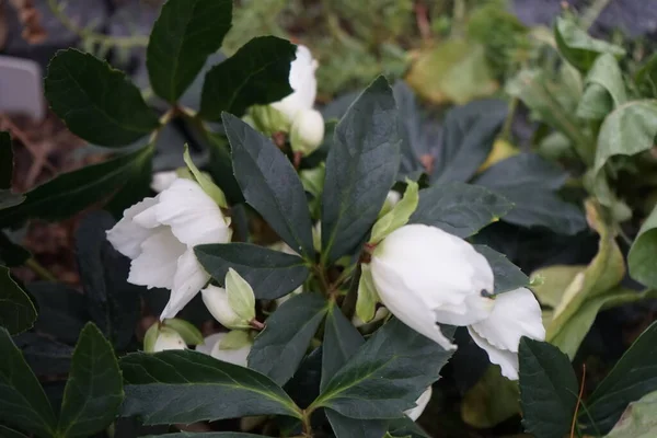 Indah Helleborus Niger Taman Pada Bulan Desember Berlin Jerman — Stok Foto