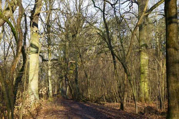 Hermoso Paisaje Forestal Principios Invierno Diciembre Berlín Alemania —  Fotos de Stock