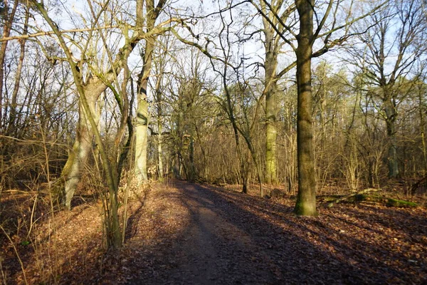 Aralık ayının başında güzel bir orman manzarası. Berlin, Almanya 