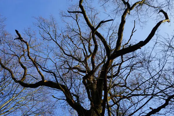 Bela Paisagem Florestal Início Inverno Dezembro Berlim Alemanha — Fotografia de Stock