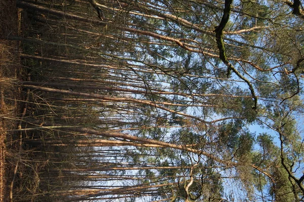 Красивый Лесной Пейзаж Начале Зимы Декабре Берлин Германия — стоковое фото