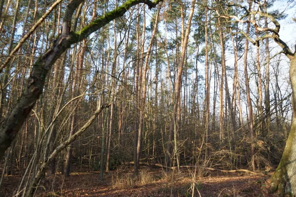 Bela Paisagem Florestal Início Inverno Dezembro Berlim Alemanha — Fotografia de Stock