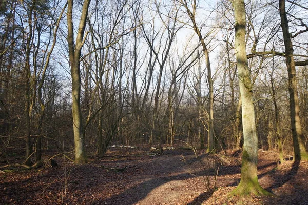 Schöne Waldlandschaft Frühen Winter Dezember Berlin Deutschland — Stockfoto