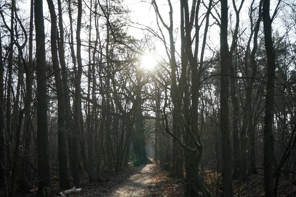 Bellissimo Paesaggio Forestale All Inizio Dell Inverno Dicembre Berlino Germania — Foto Stock