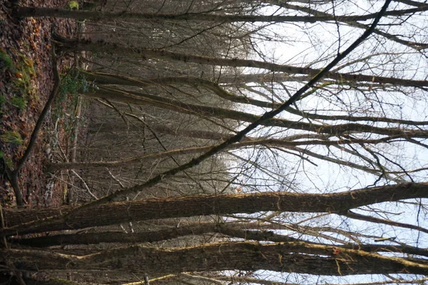 Bela Paisagem Florestal Início Inverno Dezembro Berlim Alemanha — Fotografia de Stock