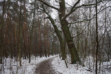 Ocak ayında Berlin ormanında kar yağacak. Güzel orman kış manzarası. Berlin, Almanya