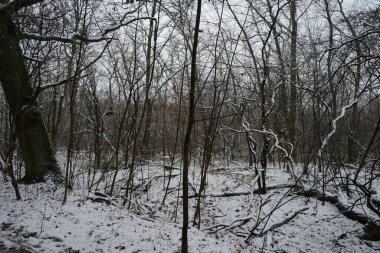 Ocak ayında Berlin ormanında kar yağacak. Güzel orman kış manzarası. Berlin, Almanya