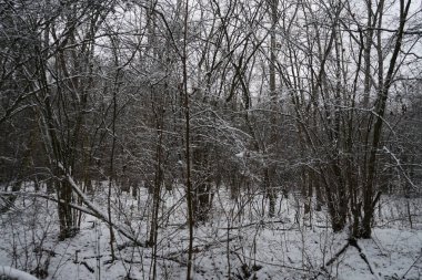 Ocak ayında Berlin ormanında kar yağacak. Güzel orman kış manzarası. Berlin, Almanya