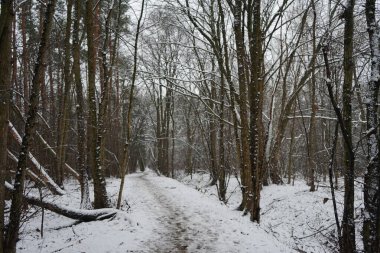 Ocak ayında Berlin ormanında kar yağacak. Güzel orman kış manzarası. Berlin, Almanya