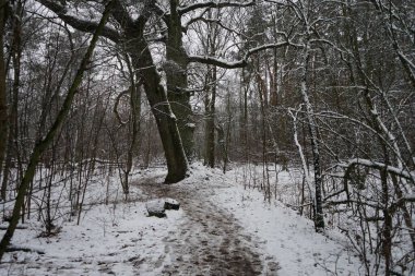 Ocak ayında Berlin ormanında kar yağacak. Güzel orman kış manzarası. Berlin, Almanya