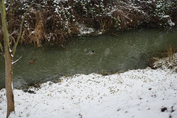 Patos Água Inverno Neve Nas Proximidades Rio Wuhle Janeiro Linda — Fotografia de Stock