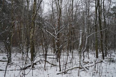 Ocak ayında Berlin ormanında kar yağacak. Güzel orman kış manzarası. Berlin, Almanya