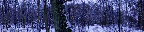 Photo Panorama Snow Berlin Forest January Beautiful Forest Winter Landscape — Stock Photo, Image