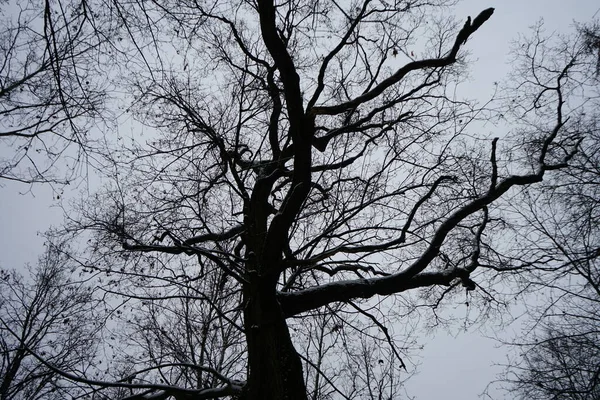 Schnee Berliner Wald Januar Schöne Wald Winterlandschaft Berlin Deutschland — Stockfoto