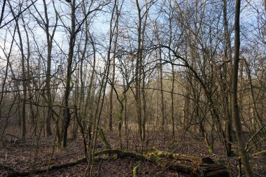 Ocak ayındaki güzel Berlin ormanı. Berlin, Almanya