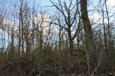 Ocak ayındaki güzel Berlin ormanı. Berlin, Almanya