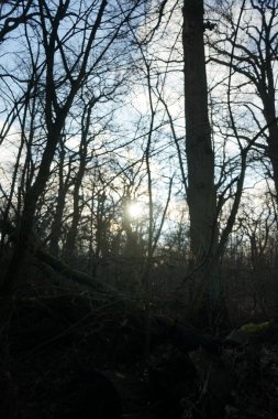 Ocak ayındaki güzel Berlin ormanı. Berlin, Almanya
