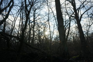 Ocak ayındaki güzel Berlin ormanı. Berlin, Almanya