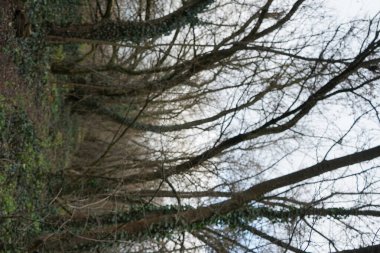 Ocak ayındaki güzel Berlin ormanı. Berlin, Almanya