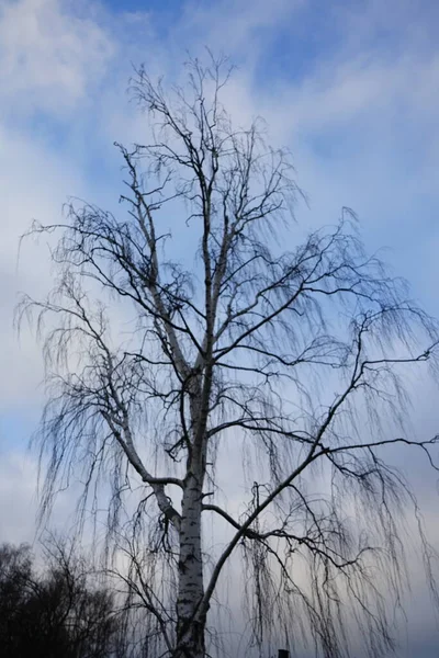 Prachtige Berkenboom Tegen Hemel Januari Marzahn Hellersdorf Berlijn Duitsland — Stockfoto