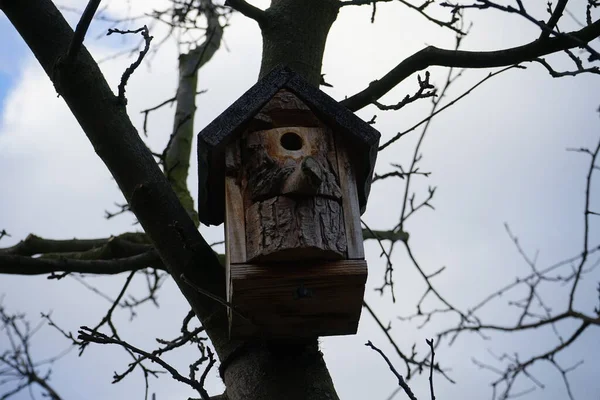 Madárház Fán Marzahn Hellersdorf Berlin Németország — Stock Fotó