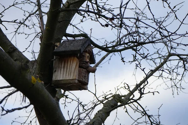 Birdhouse Árvore Marzahn Hellersdorf Berlim Alemanha — Fotografia de Stock